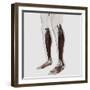 Male Muscle Anatomy of the Human Legs, Anterior View-null-Framed Art Print