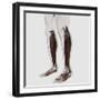Male Muscle Anatomy of the Human Legs, Anterior View-null-Framed Art Print
