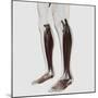 Male Muscle Anatomy of the Human Legs, Anterior View-null-Mounted Art Print