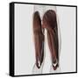 Male Muscle Anatomy of the Human Legs, Posterior View-null-Framed Stretched Canvas