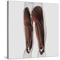 Male Muscle Anatomy of the Human Legs, Posterior View-null-Stretched Canvas