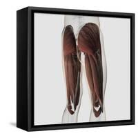 Male Muscle Anatomy of the Human Legs, Posterior View-null-Framed Stretched Canvas