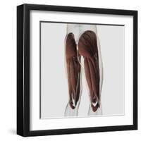 Male Muscle Anatomy of the Human Legs, Posterior View-null-Framed Art Print