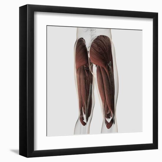 Male Muscle Anatomy of the Human Legs, Posterior View-null-Framed Art Print