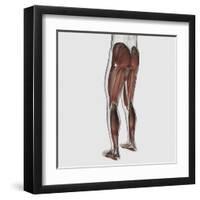 Male Muscle Anatomy of the Human Legs, Posterior View-null-Framed Art Print