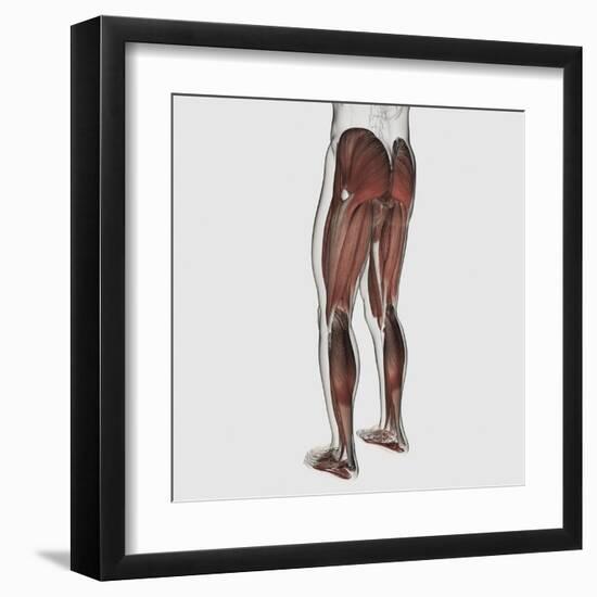 Male Muscle Anatomy of the Human Legs, Posterior View-null-Framed Art Print