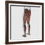 Male Muscle Anatomy of the Human Legs, Posterior View-null-Framed Art Print