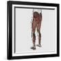 Male Muscle Anatomy of the Human Legs, Posterior View-null-Framed Art Print