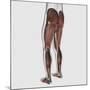 Male Muscle Anatomy of the Human Legs, Posterior View-null-Mounted Art Print