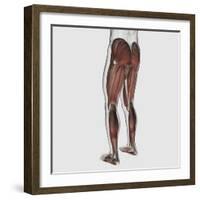 Male Muscle Anatomy of the Human Legs, Posterior View-null-Framed Art Print