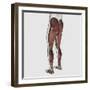 Male Muscle Anatomy of the Human Legs, Posterior View-null-Framed Art Print