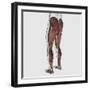 Male Muscle Anatomy of the Human Legs, Posterior View-null-Framed Art Print