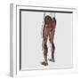 Male Muscle Anatomy of the Human Legs, Posterior View-null-Framed Art Print