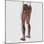 Male Muscle Anatomy of the Human Legs, Posterior View-null-Mounted Art Print