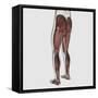 Male Muscle Anatomy of the Human Legs, Posterior View-null-Framed Stretched Canvas
