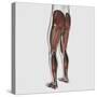 Male Muscle Anatomy of the Human Legs, Posterior View-null-Stretched Canvas