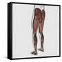 Male Muscle Anatomy of the Human Legs, Posterior View-null-Framed Stretched Canvas