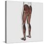 Male Muscle Anatomy of the Human Legs, Posterior View-null-Stretched Canvas