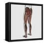 Male Muscle Anatomy of the Human Legs, Posterior View-null-Framed Stretched Canvas