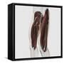 Male Muscle Anatomy of the Human Legs, Side View-null-Framed Stretched Canvas