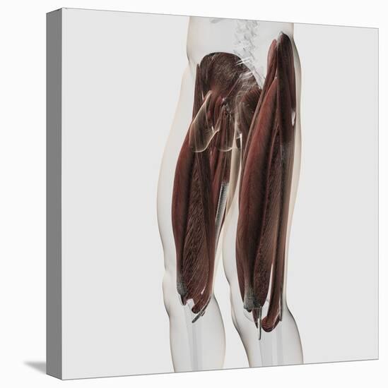 Male Muscle Anatomy of the Human Legs, Side View-null-Stretched Canvas