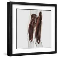 Male Muscle Anatomy of the Human Legs, Side View-null-Framed Art Print