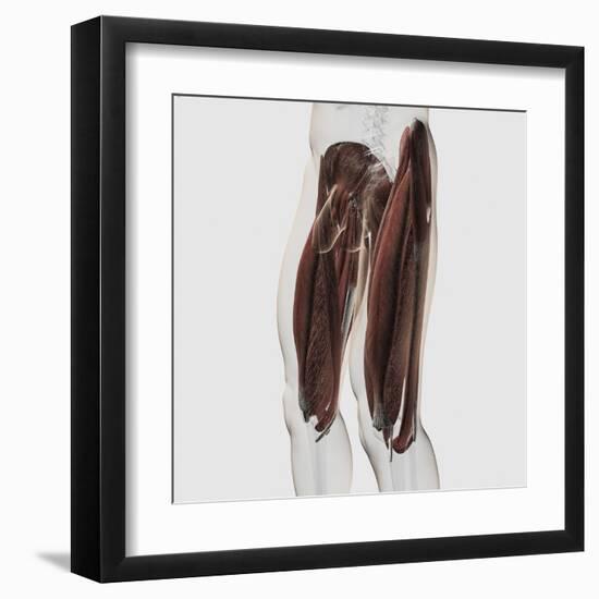 Male Muscle Anatomy of the Human Legs, Side View-null-Framed Art Print