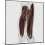 Male Muscle Anatomy of the Human Legs, Side View-null-Mounted Art Print