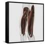 Male Muscle Anatomy of the Human Legs, Side View-null-Framed Stretched Canvas