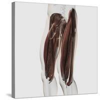 Male Muscle Anatomy of the Human Legs, Side View-null-Stretched Canvas
