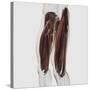 Male Muscle Anatomy of the Human Legs, Side View-null-Stretched Canvas