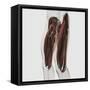 Male Muscle Anatomy of the Human Legs, Side View-null-Framed Stretched Canvas