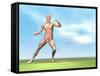 Male Musculature in Fighting Stance-null-Framed Stretched Canvas