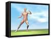 Male Musculature in Fighting Stance-null-Framed Stretched Canvas