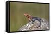 Male Mwanza Flat-Headed Agama (Agama Mwanzae)-James Hager-Framed Stretched Canvas