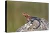 Male Mwanza Flat-Headed Agama (Agama Mwanzae)-James Hager-Stretched Canvas