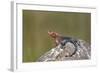 Male Mwanza Flat-Headed Agama (Agama Mwanzae)-James Hager-Framed Photographic Print