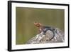 Male Mwanza Flat-Headed Agama (Agama Mwanzae)-James Hager-Framed Photographic Print