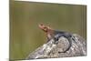 Male Mwanza Flat-Headed Agama (Agama Mwanzae)-James Hager-Mounted Photographic Print