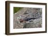 Male Mwanza Flat-Headed Agama (Agama Mwanzae)-James Hager-Framed Photographic Print