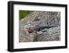 Male Mwanza Flat-Headed Agama (Agama Mwanzae)-James Hager-Framed Photographic Print