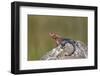 Male Mwanza Flat-Headed Agama (Agama Mwanzae)-James Hager-Framed Photographic Print