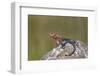 Male Mwanza Flat-Headed Agama (Agama Mwanzae)-James Hager-Framed Photographic Print