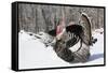 Male Narragansett Turkey (Dark)-Lynn M^ Stone-Framed Stretched Canvas