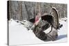 Male Narragansett Turkey (Dark)-Lynn M^ Stone-Stretched Canvas