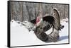 Male Narragansett Turkey (Dark)-Lynn M^ Stone-Framed Stretched Canvas