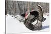 Male Narragansett Turkey (Dark)-Lynn M^ Stone-Stretched Canvas