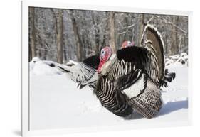 Male Narragansett Turkey (Dark)-Lynn M^ Stone-Framed Photographic Print