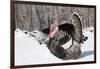 Male Narragansett Turkey (Dark)-Lynn M^ Stone-Framed Photographic Print