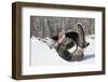 Male Narragansett Turkey (Dark)-Lynn M^ Stone-Framed Photographic Print